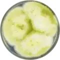 Aspergillus nomius growing on CYA plate