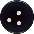 Aspergillus pachycristatus growing on CYA plate