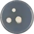 Aspergillus papuensis growing on CYA plate