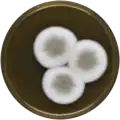 Aspergillus puniceus growing on MEAOX plate