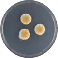 Aspergillus rambellii growing on CYA plate