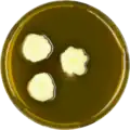 Aspergillus recurvatus growing on MEAOX plate