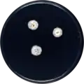 Aspergillus shendaweii growing on CYA plate