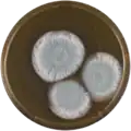 Aspergillus spathulatus growing on MEAOX plate