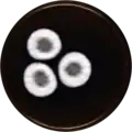 Aspergillus thesauricus growing on MEAOX plate