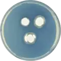 Aspergillus undulatus growing on CYA plate