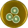 Aspergillus unguis growing on MEAOX plate