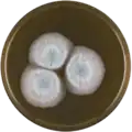 Aspergillus unilateralis growing on MEAOX plate
