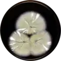 Aspergillus waksmanii growing on MEAOX plate
