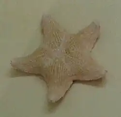 Asterina stellifera