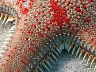 Astropecten aranciacus ossicles