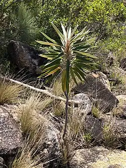 With a single stem