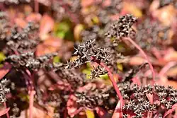 Gone to seed