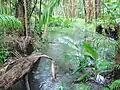 Koala Glade stream