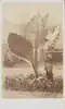 August Sachtler, A Calladium - Tanglin, Singapore, c. 1860s, Black-and-white photograph, 10.4 x 6.1 cm, National Museum of Singapore