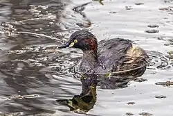 adult