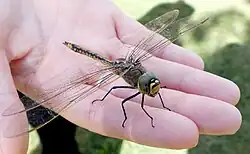 Australian emperor has a wingspan of about 11&nbsp;cm