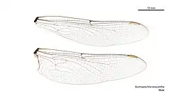 Male wings