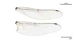 Male wings