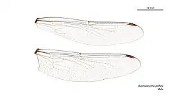 Male wings