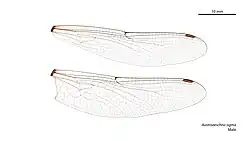 Male wings