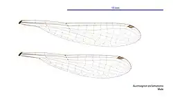 Male wings