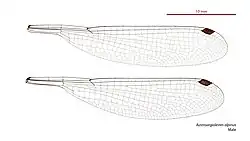 Male wings