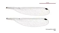 Male wings