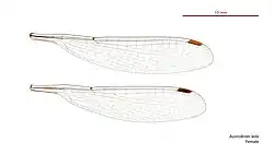 Female wings
