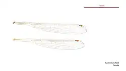 Female wings