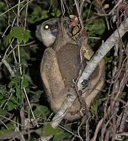 Brown lemur