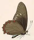 Underside of B. l. iopas