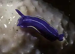 Felimare orsinii
