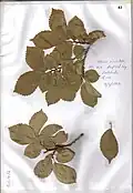 Benfield Way leaves, long shoot