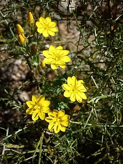 Yellow-wort