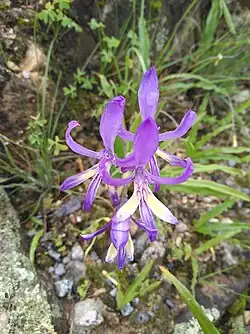 Babiana ecklonii