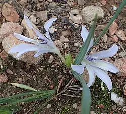 Babiana karooica
