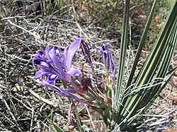 Babiana rigidifolia