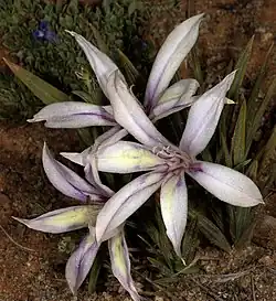 Babiana virginea