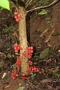 Baccaurea courtallensis fruits