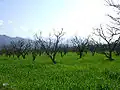 Peach Trees, Bara Bandai