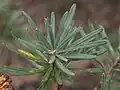 Banksia neoanglica leaves