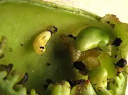Larvae