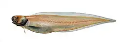 Depiction of the cusk-eel barathrites iris.