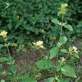 Barleria prionitis in Hyderabad, India.