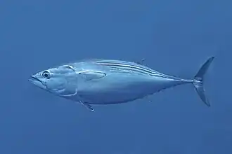 Barrilete negro (Euthynnus lineatus), San José del Cabo, Baja California, México, 2024-12-21, DD 16