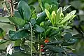 Flower buds in Hyderabad, India.
