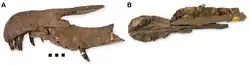 Two photos of a fossilised skull
