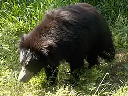 Bear