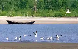 Birds at the beach